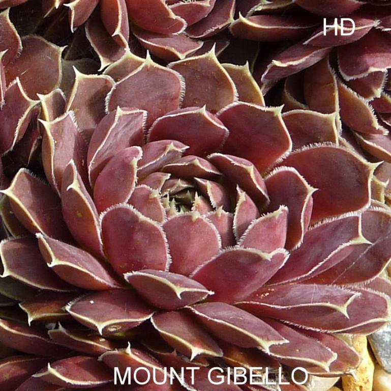 Mount Gibello / Jovi