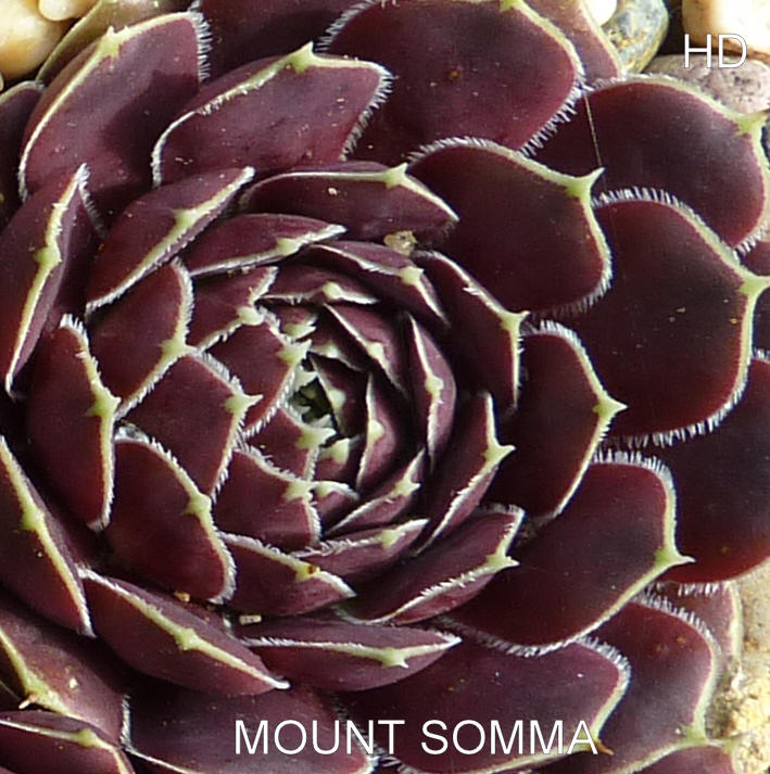 Mount Somma / Jovi