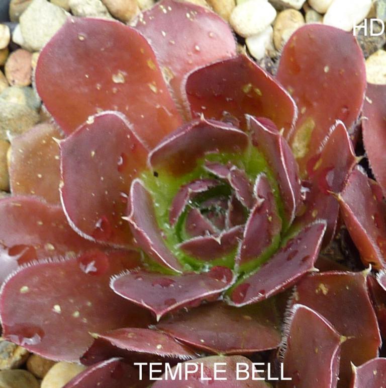Temple Bell / Jovi