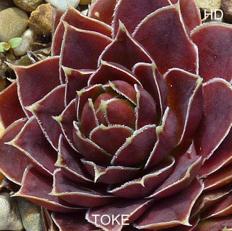 Toke / Jovi