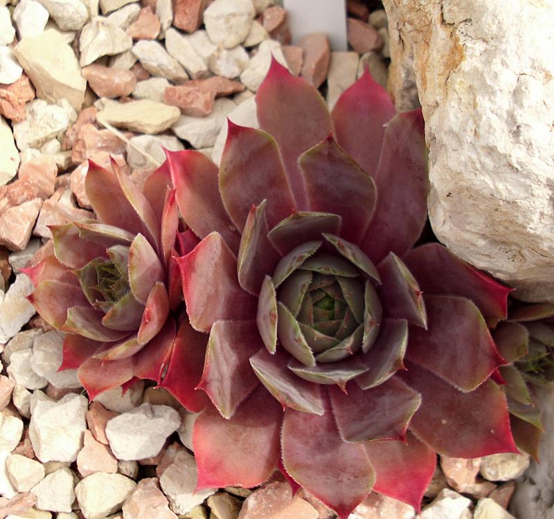Giganteum
