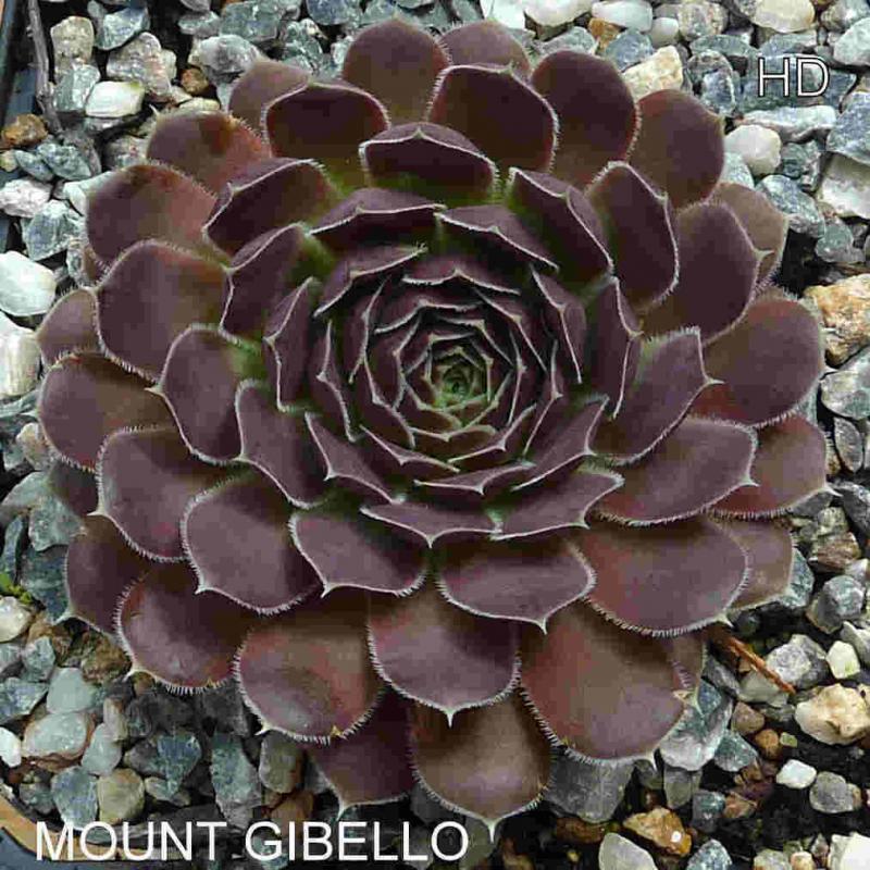 Mount Gibello / Jovi
