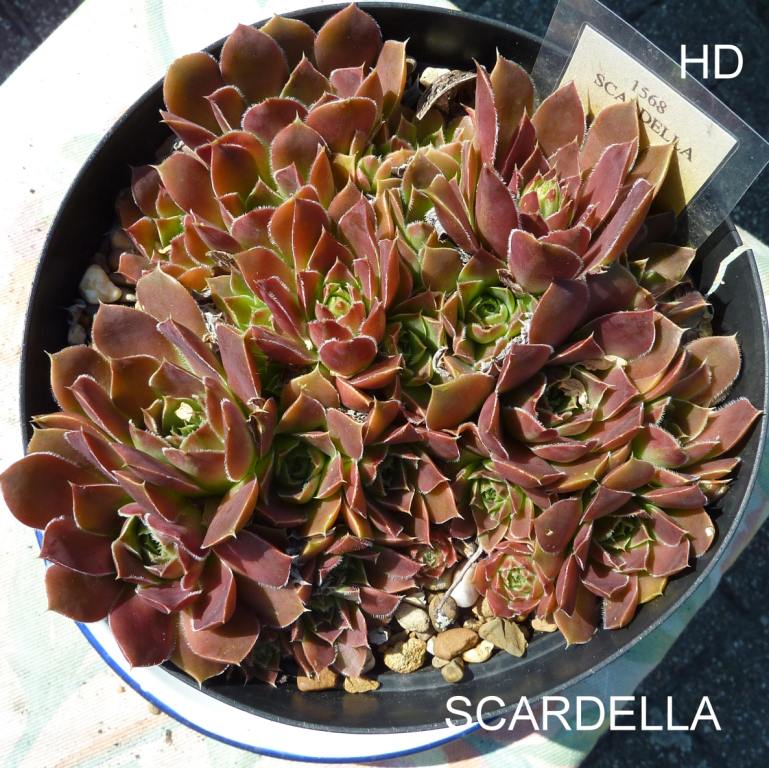 Scardella / Jovi