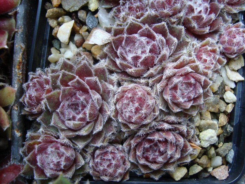 Raspberry Ice