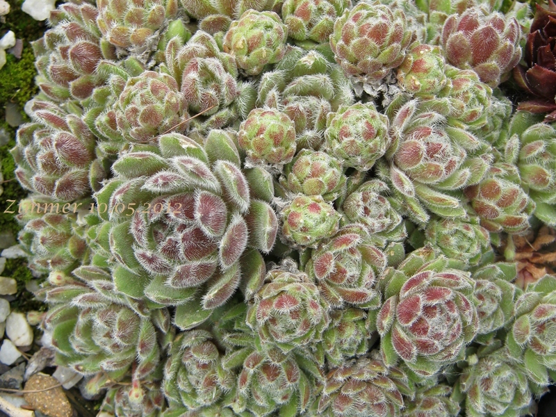 Raspberry Ice