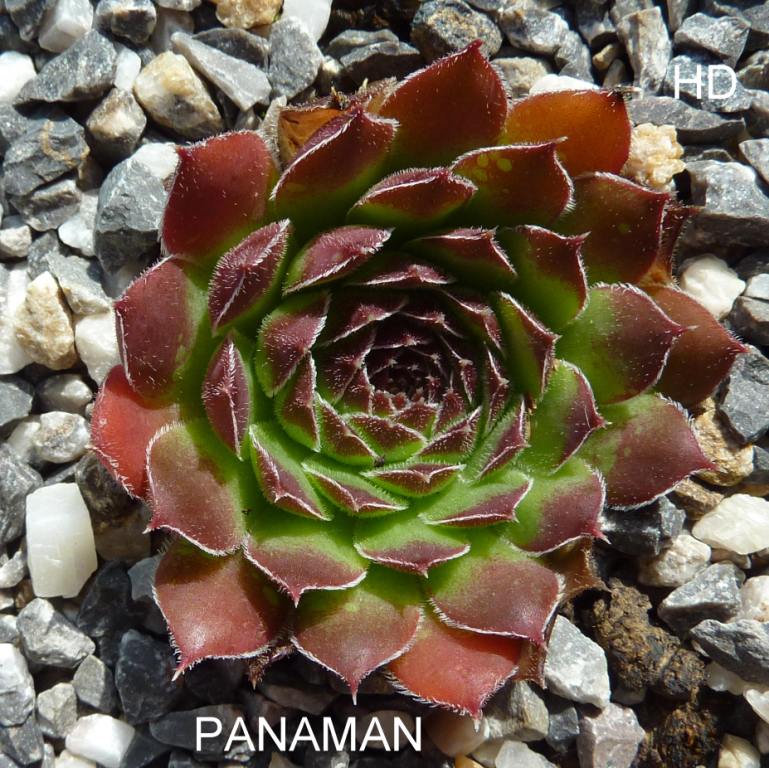Panaman / Jovi