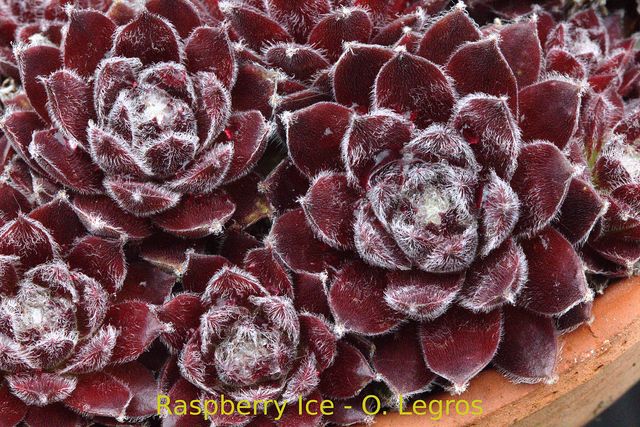 Raspberry Ice