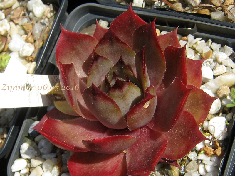 Giganteum
