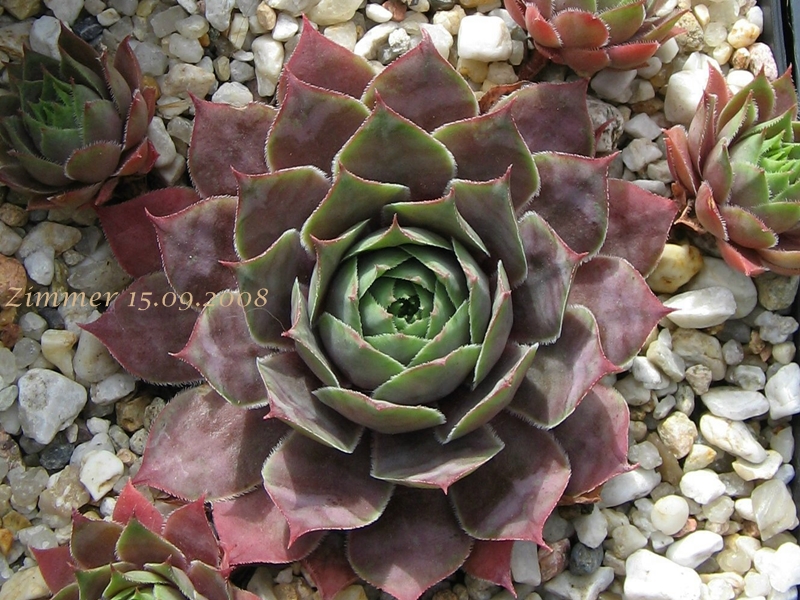 Giganteum