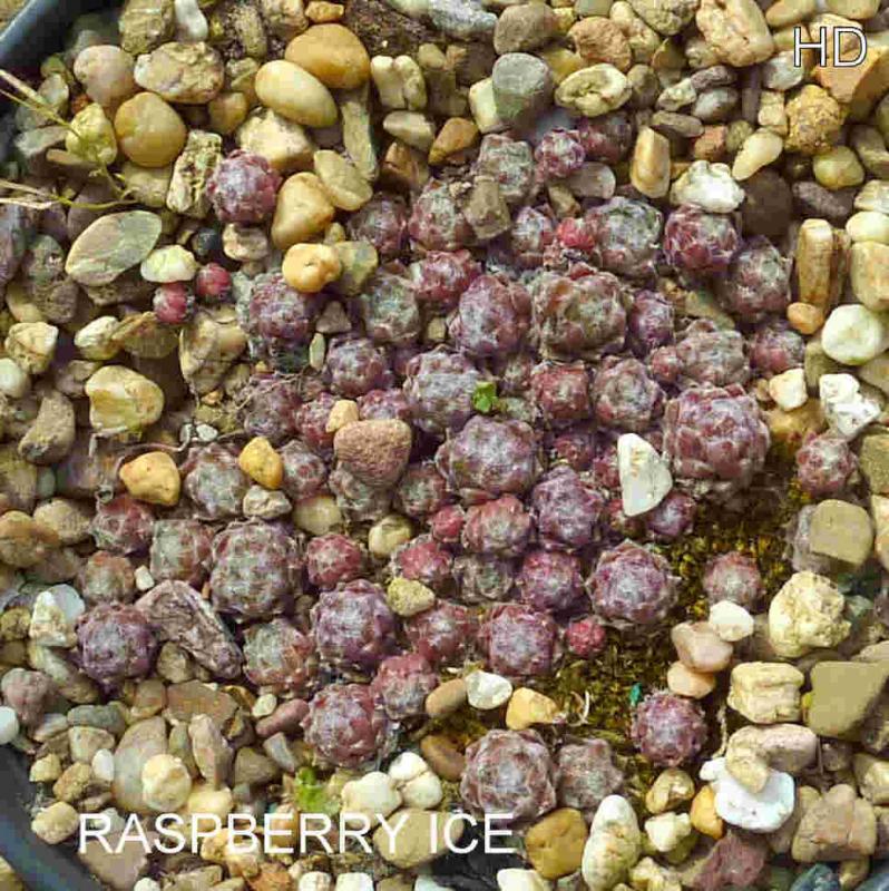 Raspberry Ice