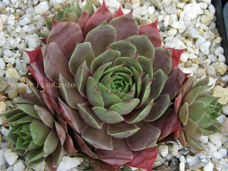 Giganteum
