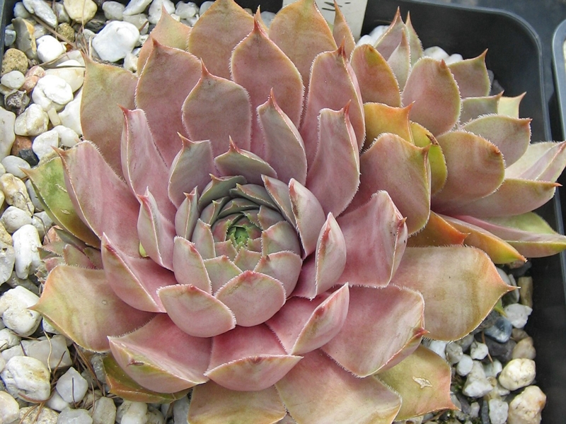Uralturmalin