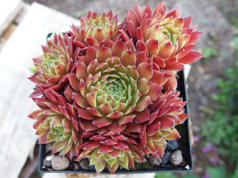 Gloriosum