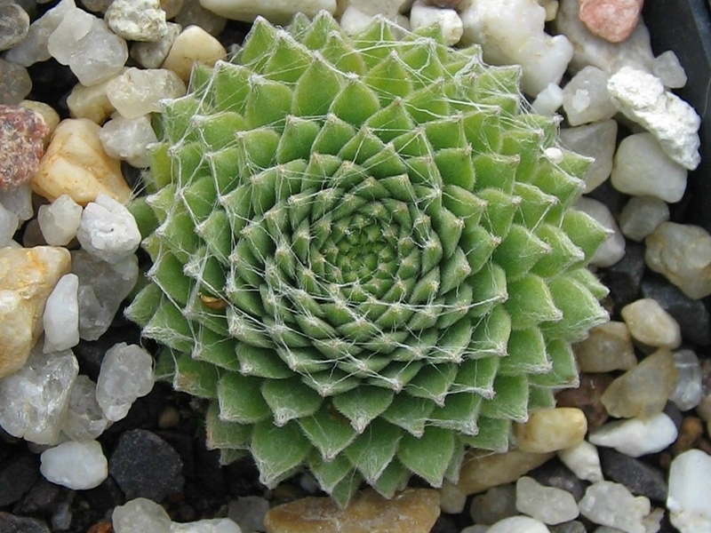Sternschnuppe