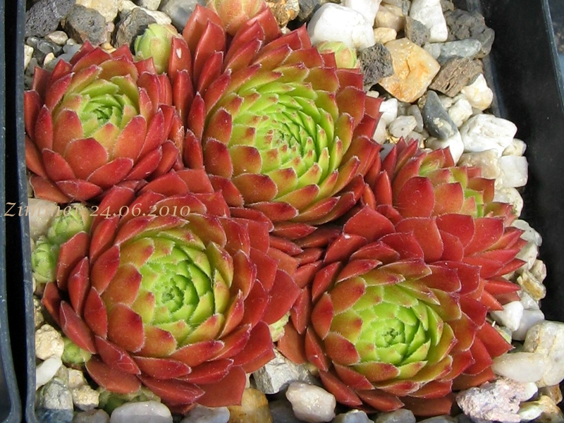 Gloriosum