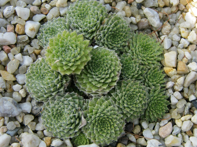 Sternschnuppe