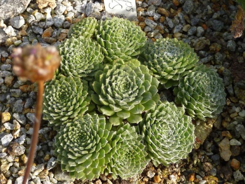 Sternschnuppe