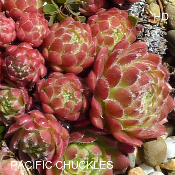 Pacific Chuckles