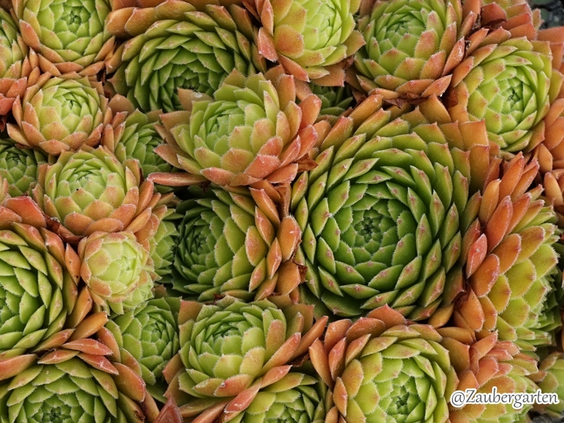 Gloriosum