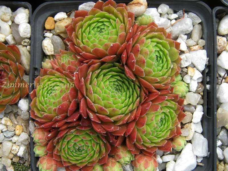 Gloriosum