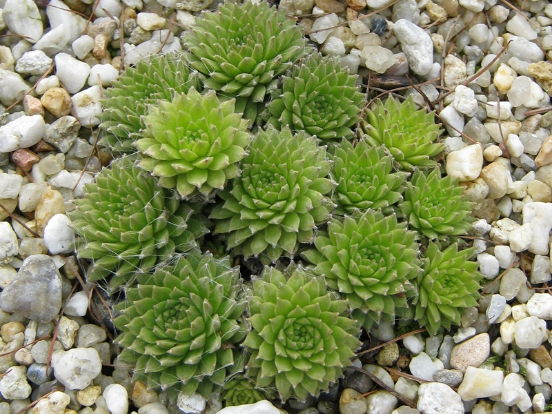 Sternschnuppe