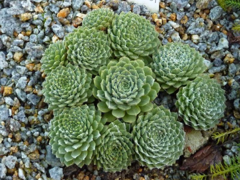 Sternschnuppe
