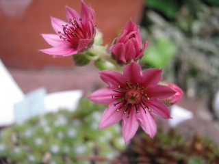 Sternschnuppe