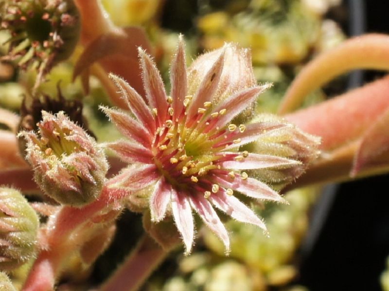 Panarea