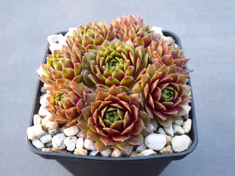 Gloriosum