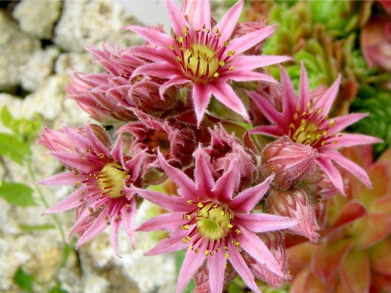 Gloriosum