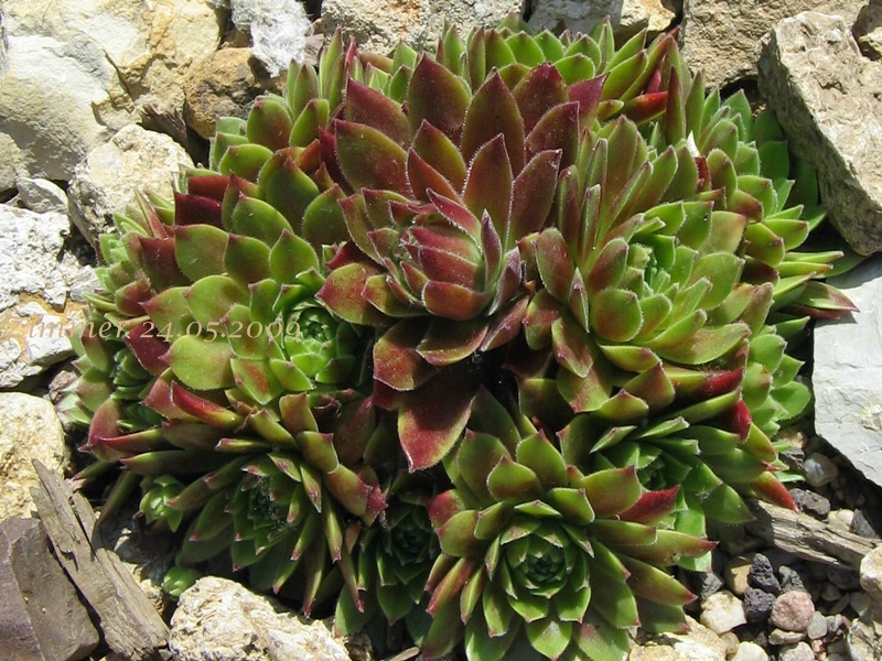 Gloriosum