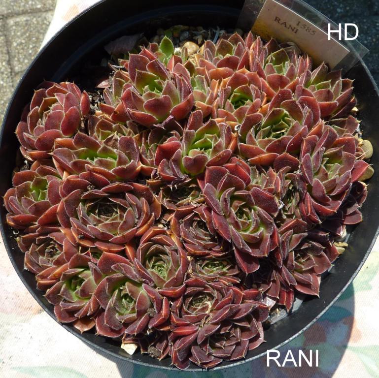 Rani / Jovi