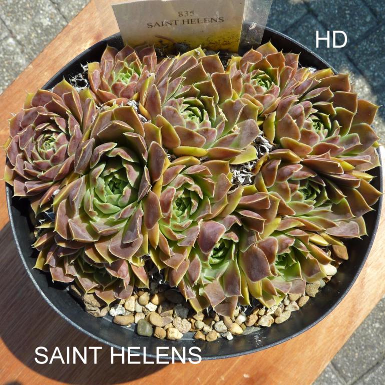 Saint Helens / Jovi