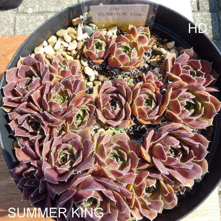 Summer King / Jovi