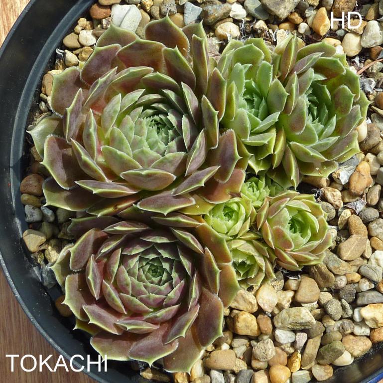 Tokachi / Jovi