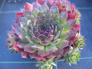 Gloriosum