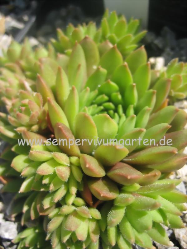Giftzwerg