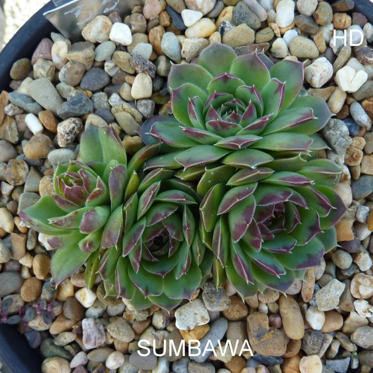 Sumbawa / Jovi
