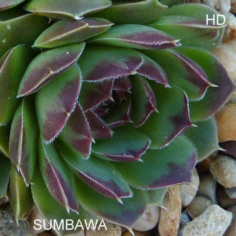 Sumbawa / Jovi