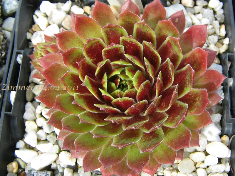 Gloriosum
