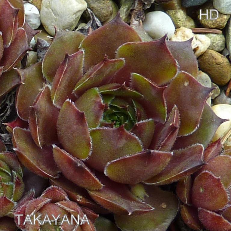 Takayana