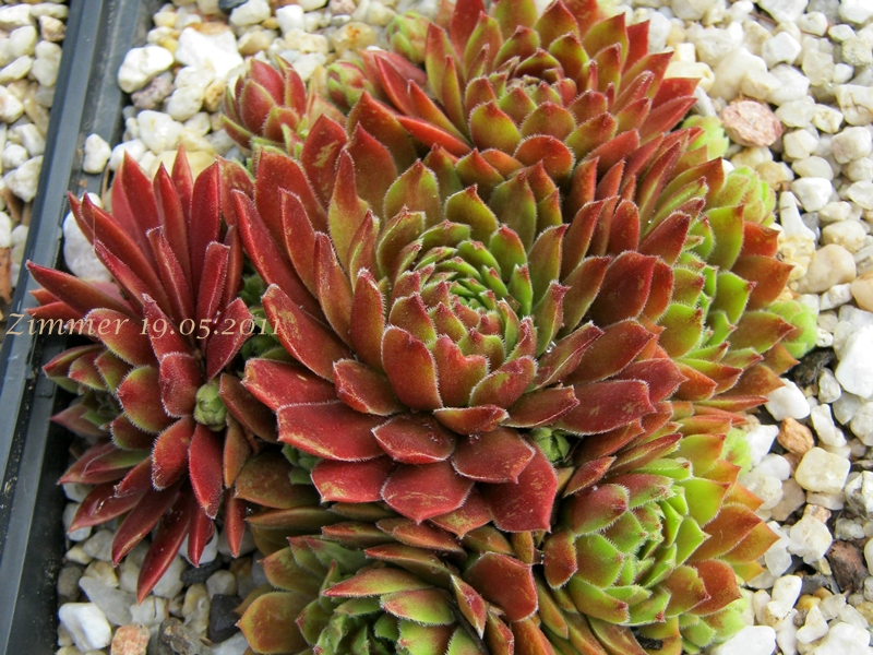 Gloriosum