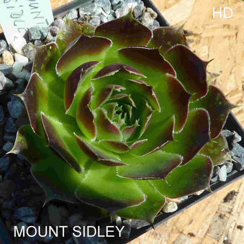 Mount Sidley / Jovi