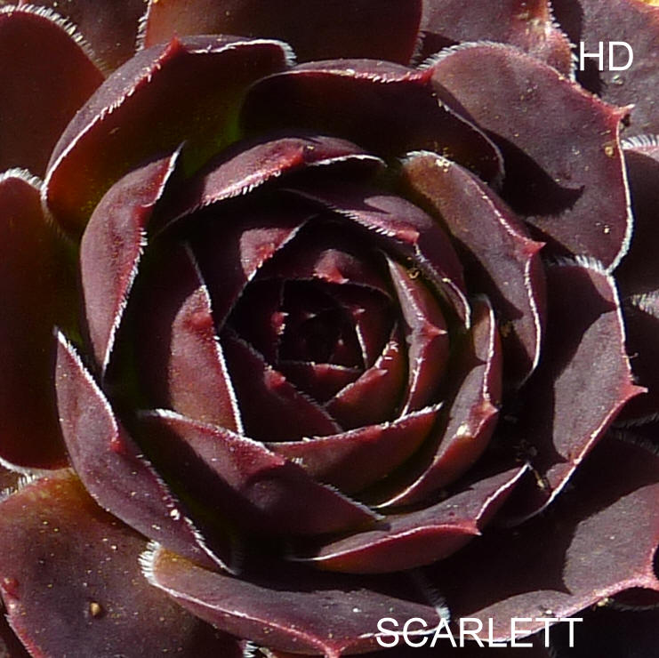Scarlett / Jovi