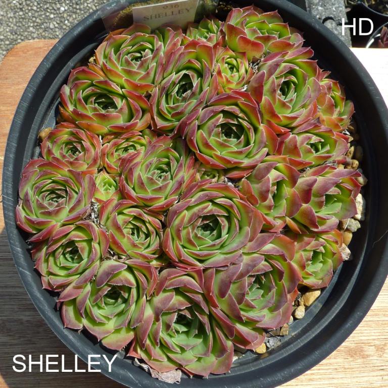 Shelley / Jovi