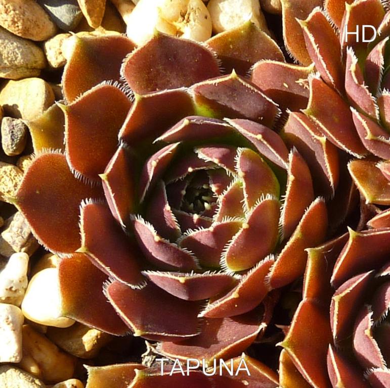 Tapuna / Jovi