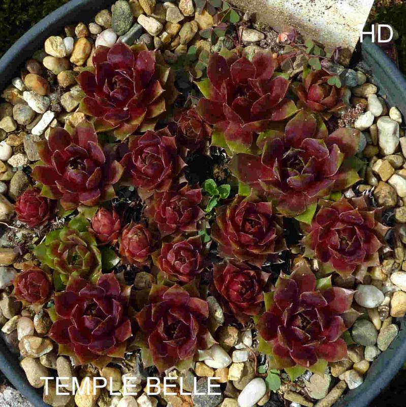Temple Belle