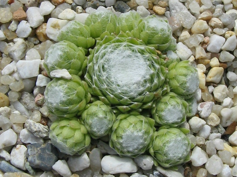 Sternschnuppe