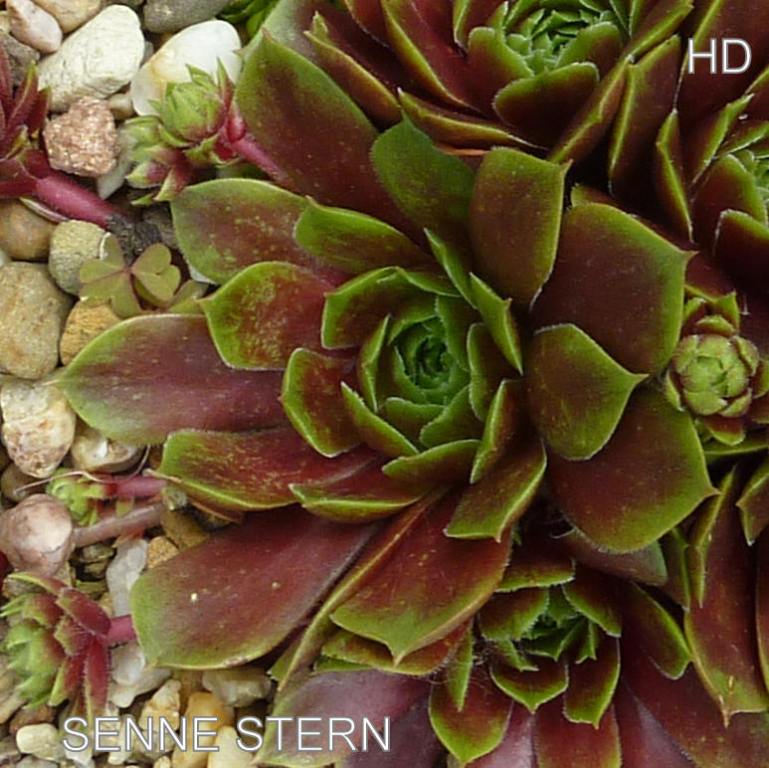 Senne Stern