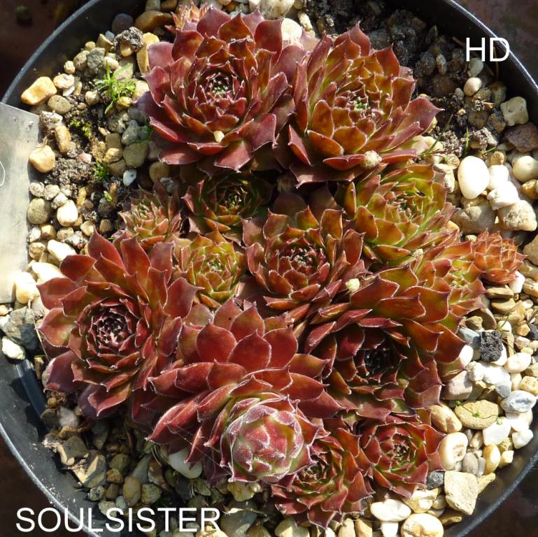 Soulsister